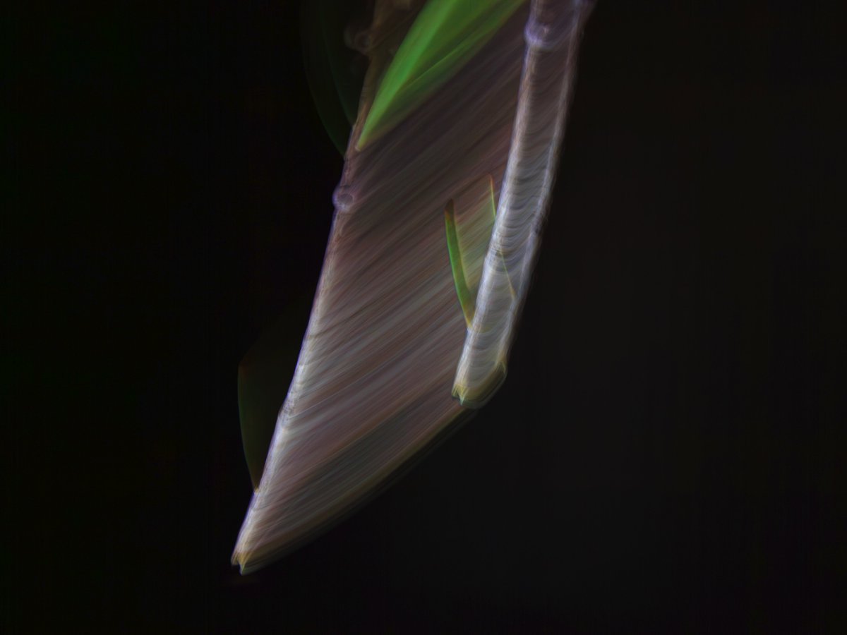 The Blade