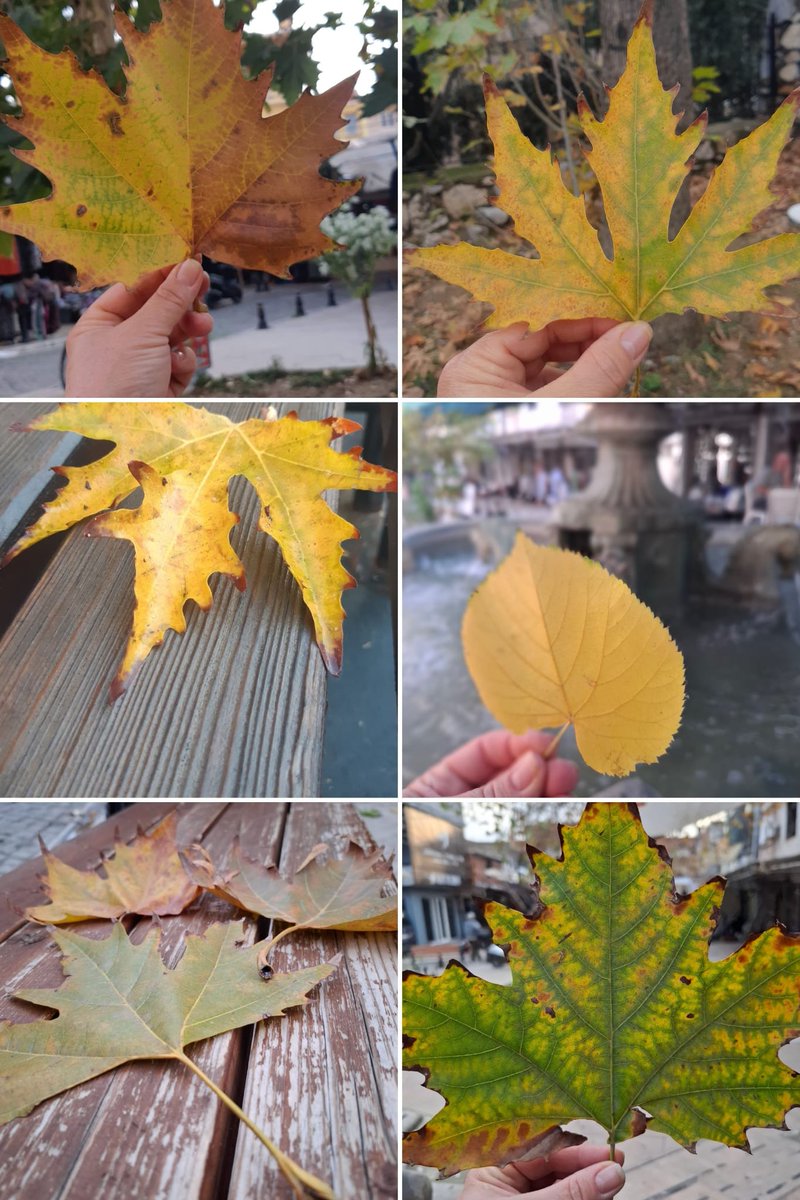 sonbahar bir bitişmi yoksa kalmak için direnişmi....#sonbahardı #Ekim #sonbahar #sonbaharda