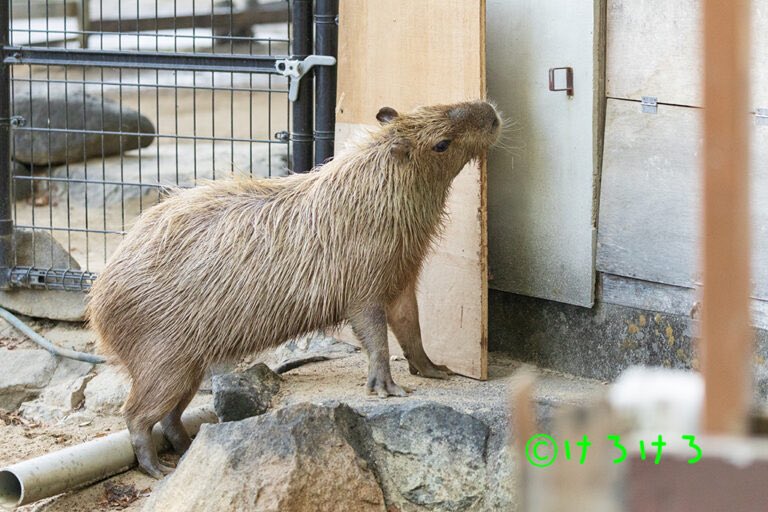 けろけろ (@capyanimal) / Posts / X