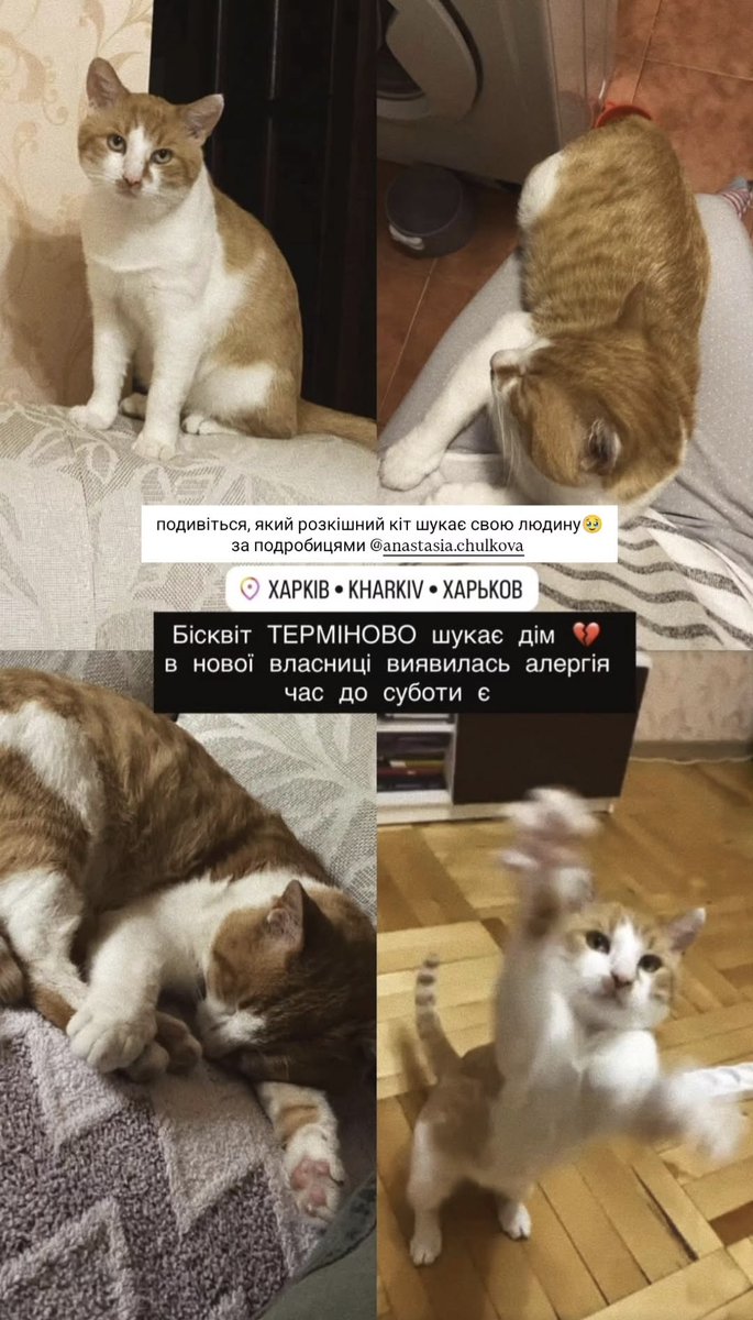 📍ХАРКІВ, АЛЯРМ📍
Кіт Бісквіт шукає дім! 
Може хтось хотів якраз взяти котика
До суботи треба знайти йому дім