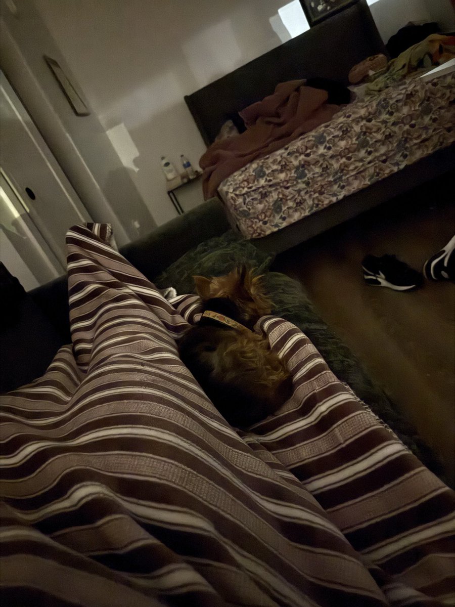 catch_aX's tweet photo. There’s nothing better than your dog cuddled up next to you. ❤️❤️ https://t.co/Q8nE9j1wl7