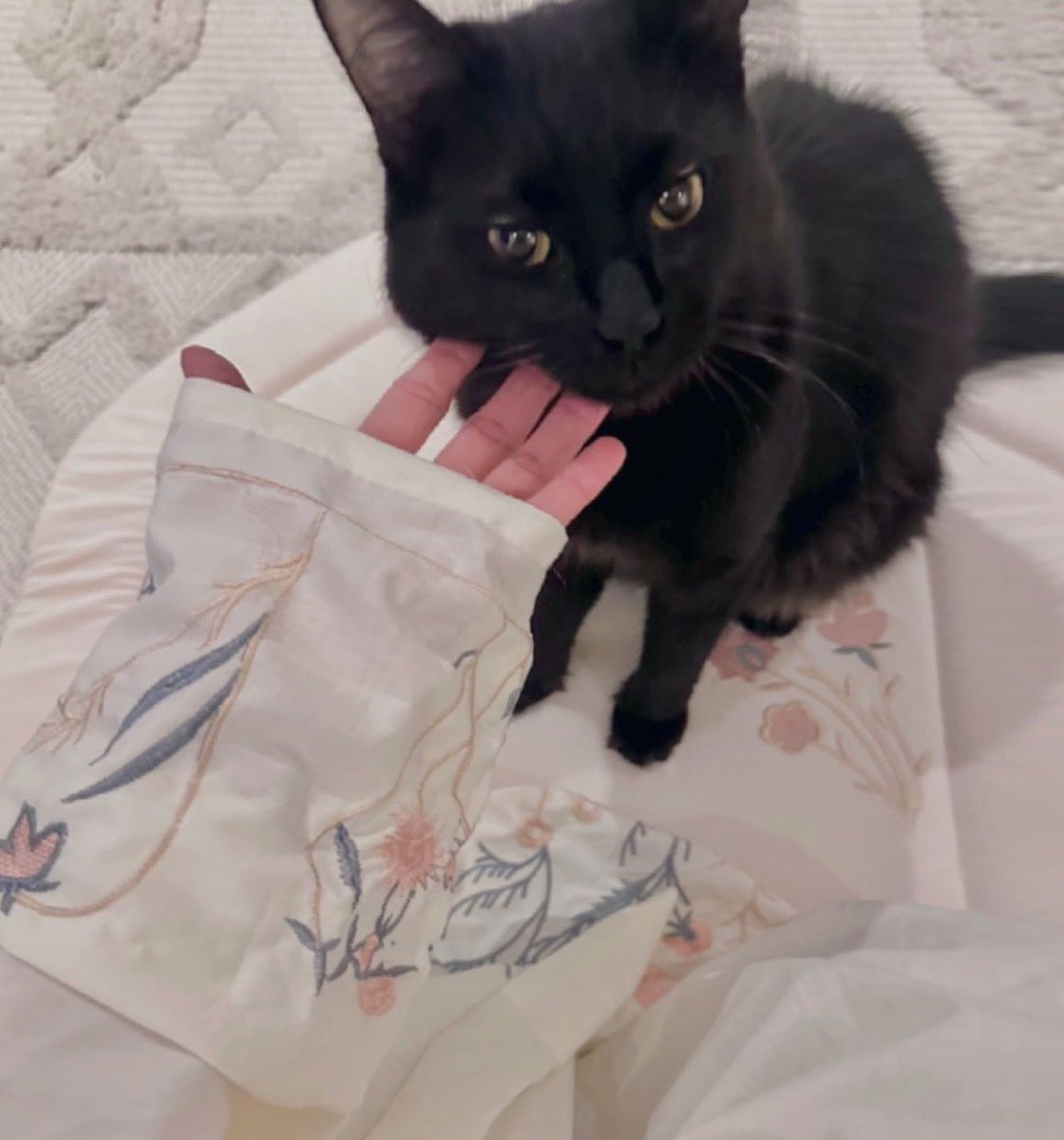 اتقوا الله في مخلوقاته،  هذا القط تبنيته كان بيموت قعد بالعيادة 3 شهور يتعالج .. شفت غيره كثير حالات قطط و كلاب سوداء تم تعذيبها و قتلها و ضربها بسبب هذا الجهل المقزز الي تسونه ،،  حرام عليكم ياناس كفايه جهل 🐈‍⬛❤️