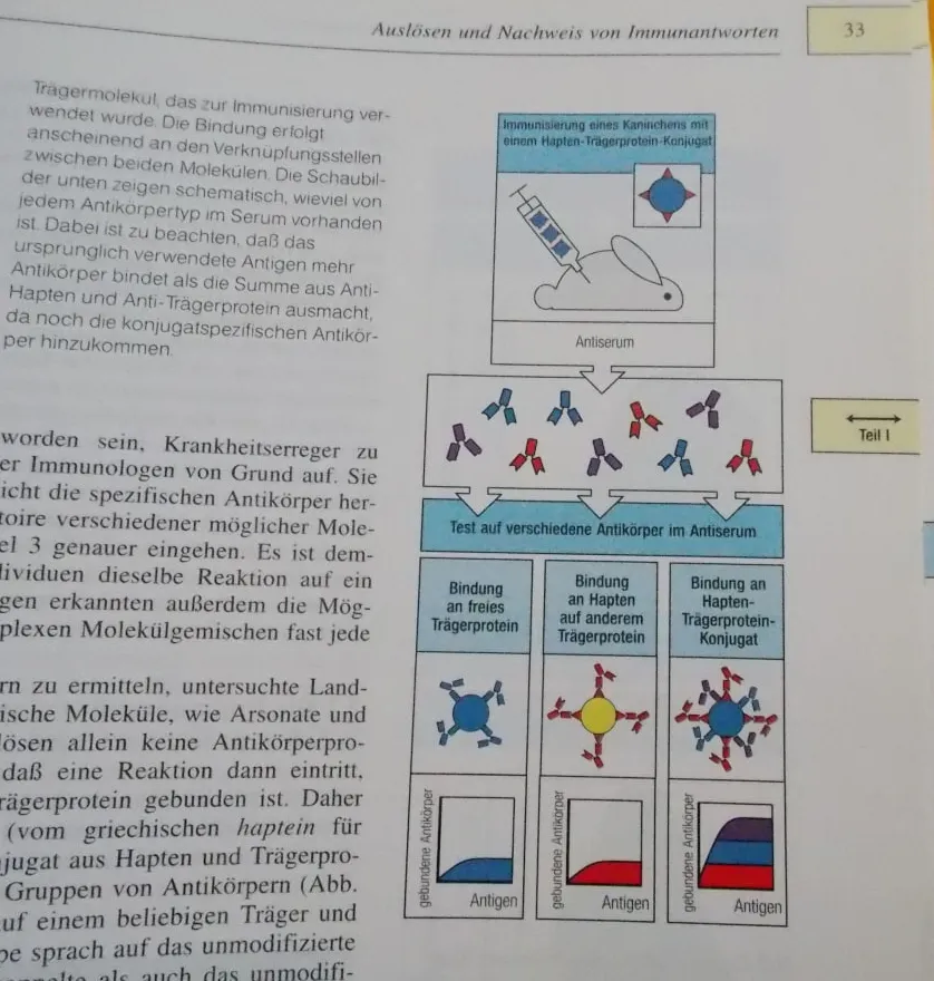 Sabisteb's tweet photo. Historischer Exkurs: Die Karl Landsteiner Experimente 
Wir bilden Antikörper gegen Chemikalien, die in der Natur nicht vorkommen. Das bedeutet nicht, dass diese Antikörper Immunität gegen diese Chemikalien verursachen, aber wir bilden trotzdem Antikörper.
Bild Janeway 2. Auflage. https://t.co/cH294NuRtB