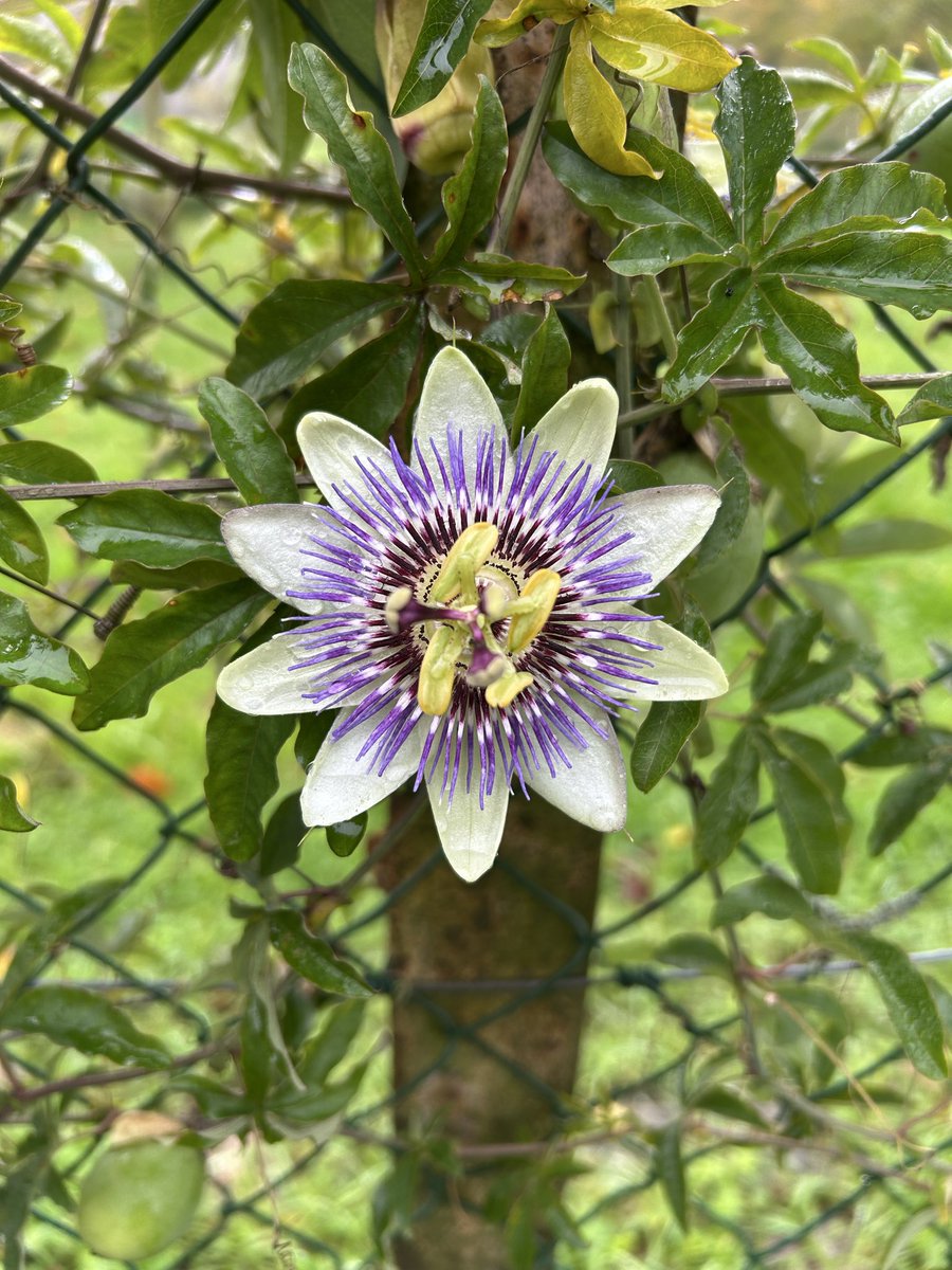 Vous avez vu cette fleur? Elle est magnifique non? 😍🌸