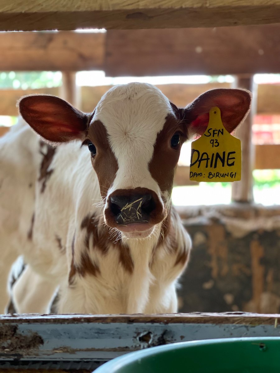 Sight Farm (@sightfarm1) on Twitter photo 