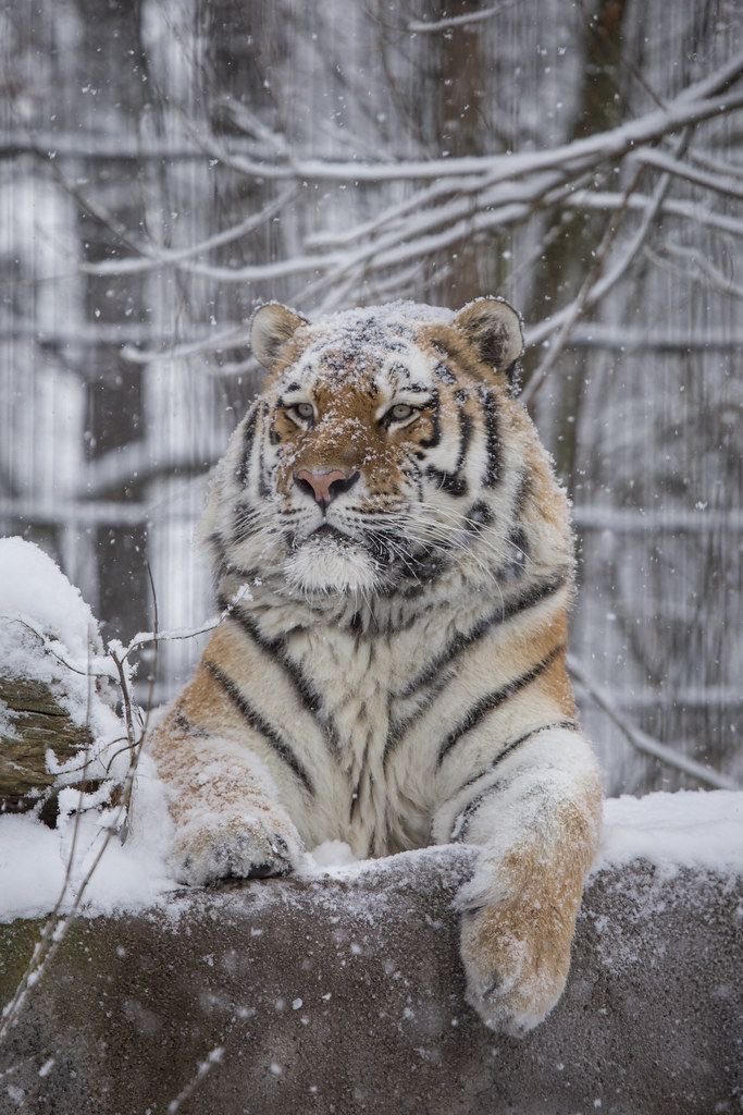 REX (@rexchillect) on Twitter photo 