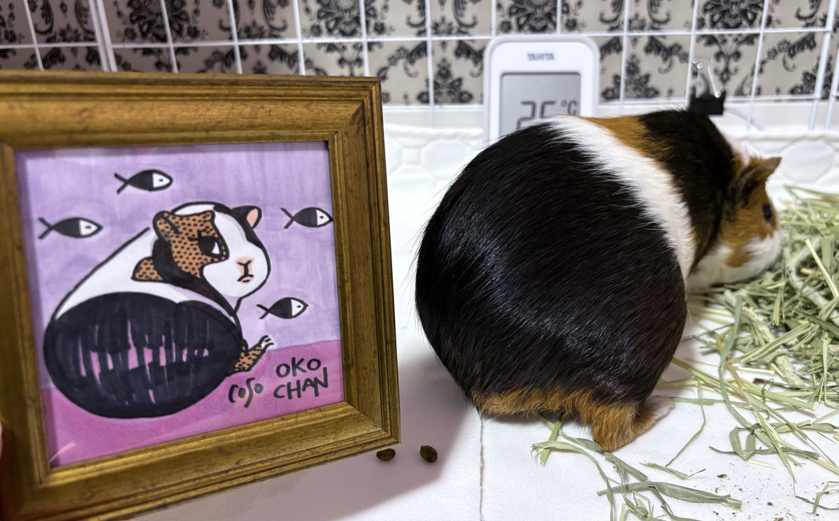 オコチヤンカイヌシ on X