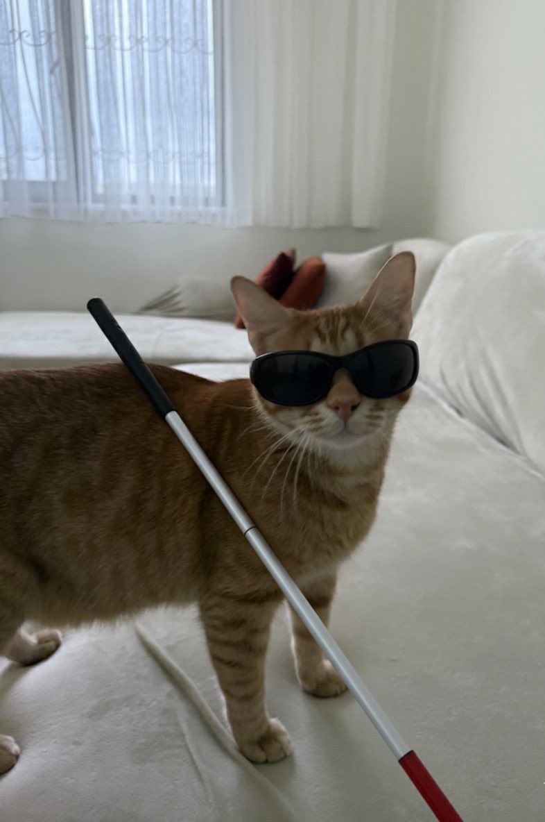 Veysel Görmiyenoğulları tweet media