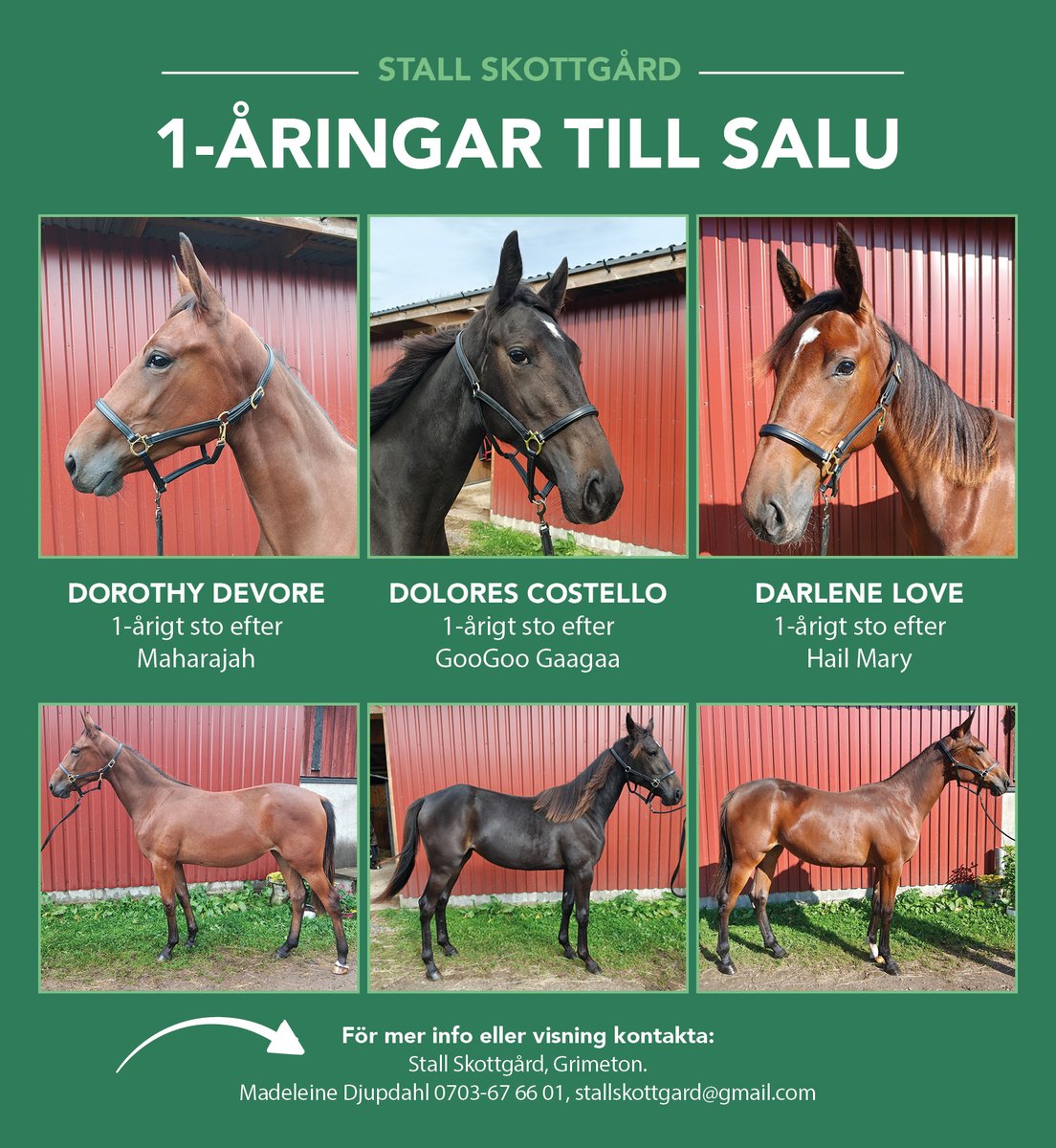 Stall Skottgård säljer 1-åringar!

abytravet.se/hort-och-hant/…