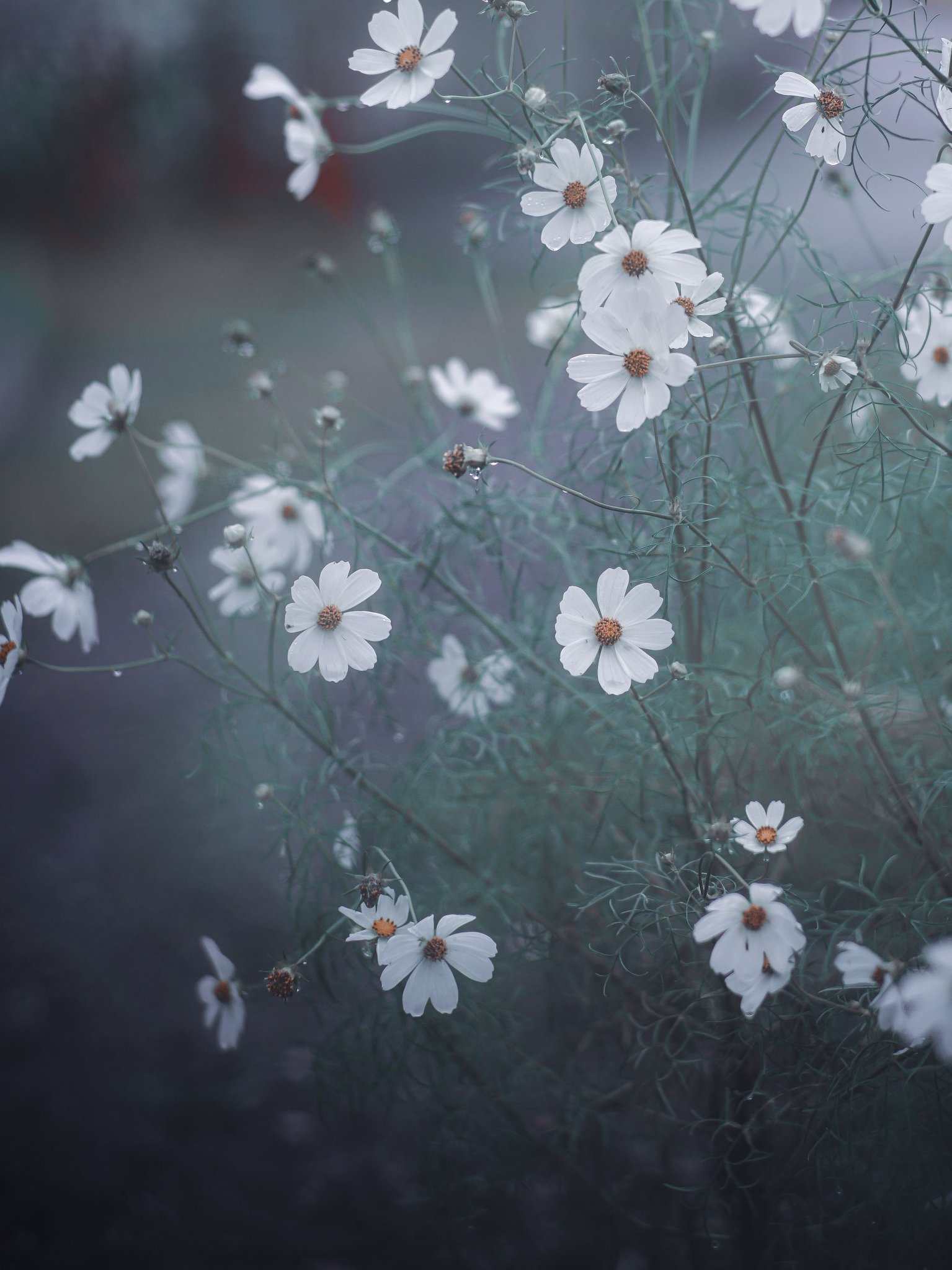 osamun｡＠庭先ふぉとぐらふぁー on X: 