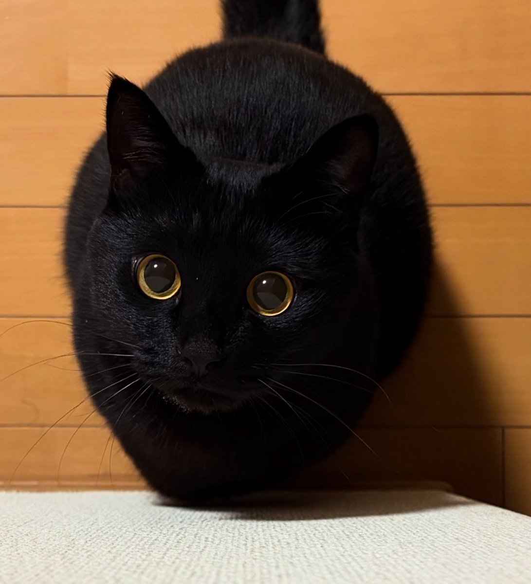 まっくろくろすけ。

 #黒猫