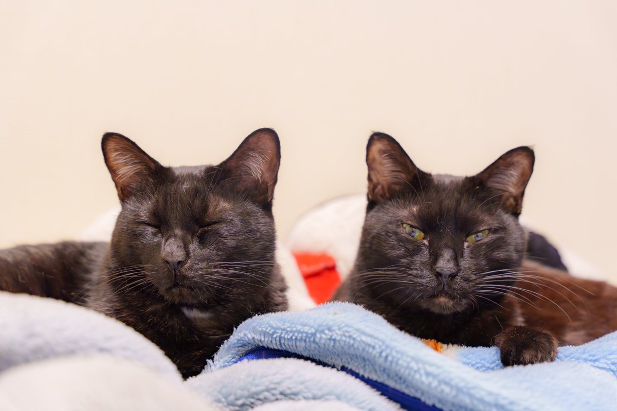 寒くなってきたからこその距離感🐈‍⬛🐈‍⬛