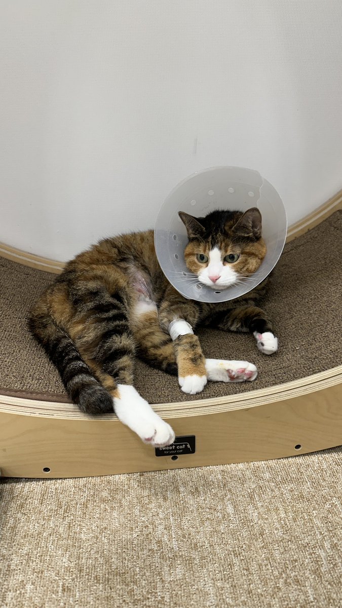 v2soo2's tweet image. 수이가 저번주 일욜에 장절개술을 했어요 .. 한달정도는 회복에 힘쓸 예정 ㅠㅠ 수술명 잘못써서 재업 ㅠㅋ