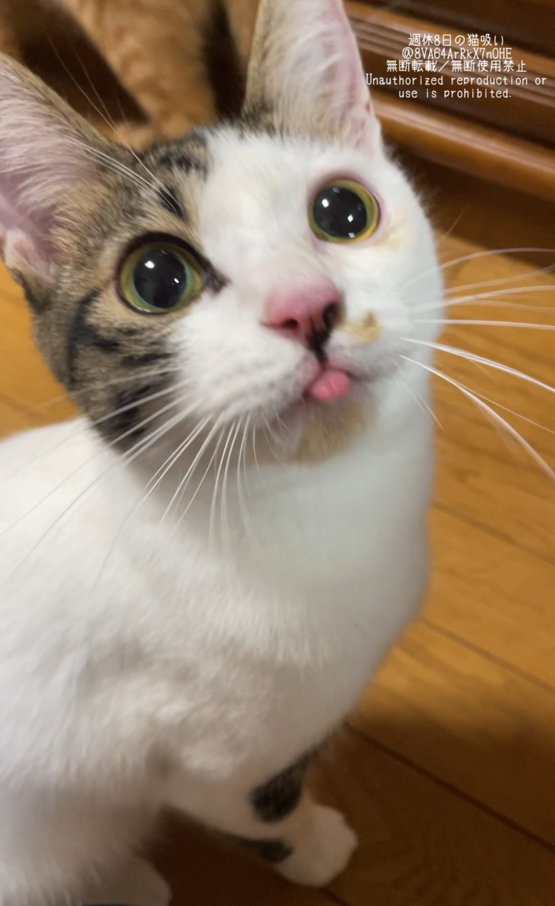 ねこすいページ 週休8日の猫吸い (@8VA64ArRkX7nOHE) / X
