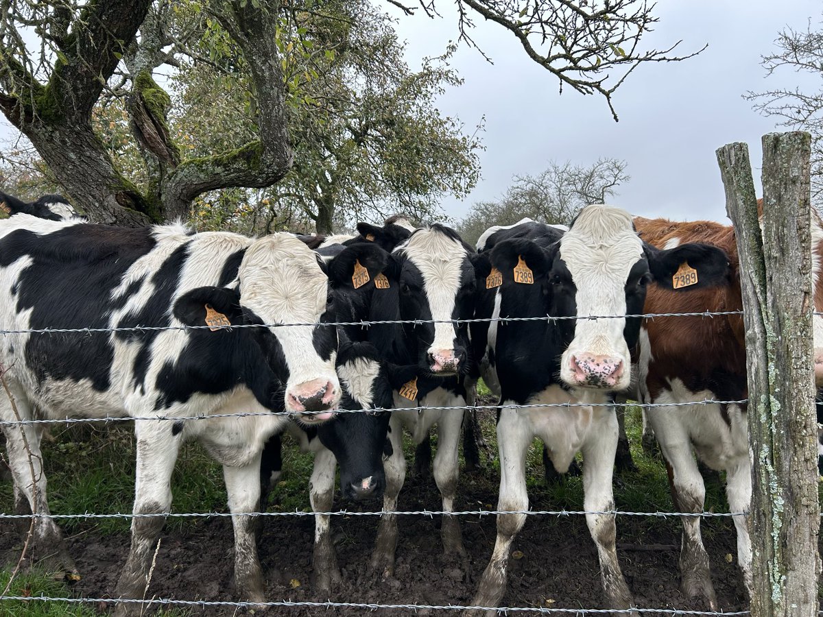 J’ai eu droit à un comité d’accueil conséquent ce matin pendant ma promenade ! 🐄🐄🐄🐄🐄🐄🐄🐄