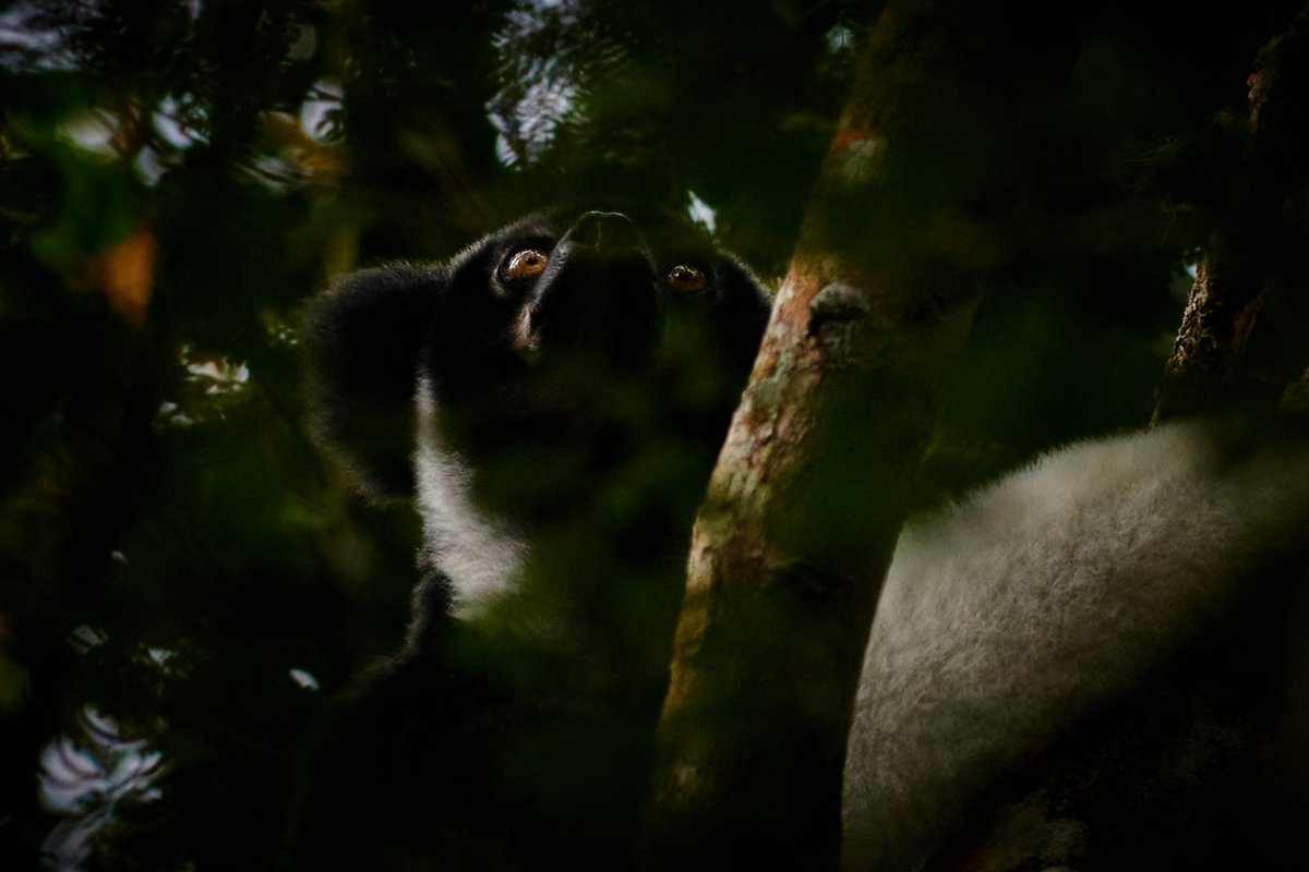 bownaankamal's tweet photo. Lemurs of Madagascar | Photos by @bownaankamal
1) Golden Bamboo Lemur | Ranomafana
2) Goodman's mouse lemur | Analamazaotra
3) Indri | Analamazaotra
.
.
#lemur #lemurs #bownaankamal #madagascarwildlife #savelemurs https://t.co/iLaPGTB7bd