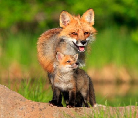 On Friday, I’ll be VOTING with our foxes. Let’s not orphan the cubs, folks. 

Never normalise animal cruelty 🙏