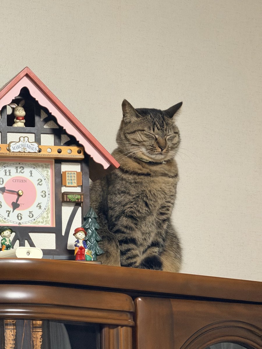 しゃもじかぜ (@shamojikaze) / Posts / X