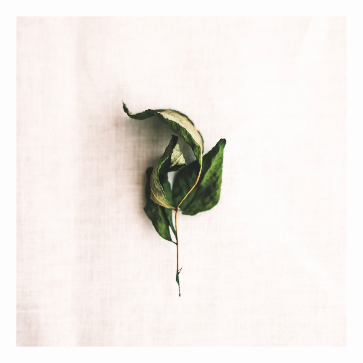 set_953's tweet image. 欠片

枯れて 落ちて 欠片になりました…

#欠片
#Fragment
#枯葉
#Deadleaves
#静物
#stilllife
#X100VI 
#富士フイルム
#スナップ
#snap
#snapshot
#写真表現
#京都
#kyoto
#写真好きな人と繋がりたい
#キリトリセカイ
#はなまっぷ