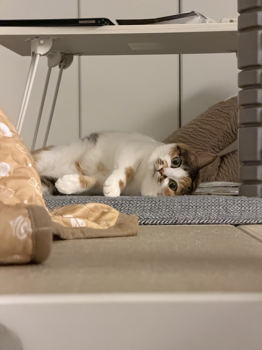 コムギと卍丸(まんじまる)とのりまきとおむすびとおはぎ