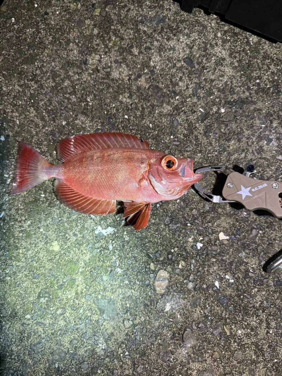 きむち No.7772 Otoki (South Korea) Kimchi Ramen | tontantin即席麺処