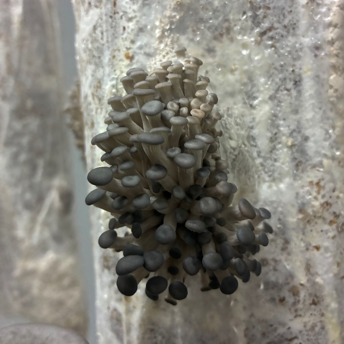 Boeren- en streekmarkt woensdag - 16u tot 19u 👨‍🌾 - mailchi.mp/bcefa364235c/i…