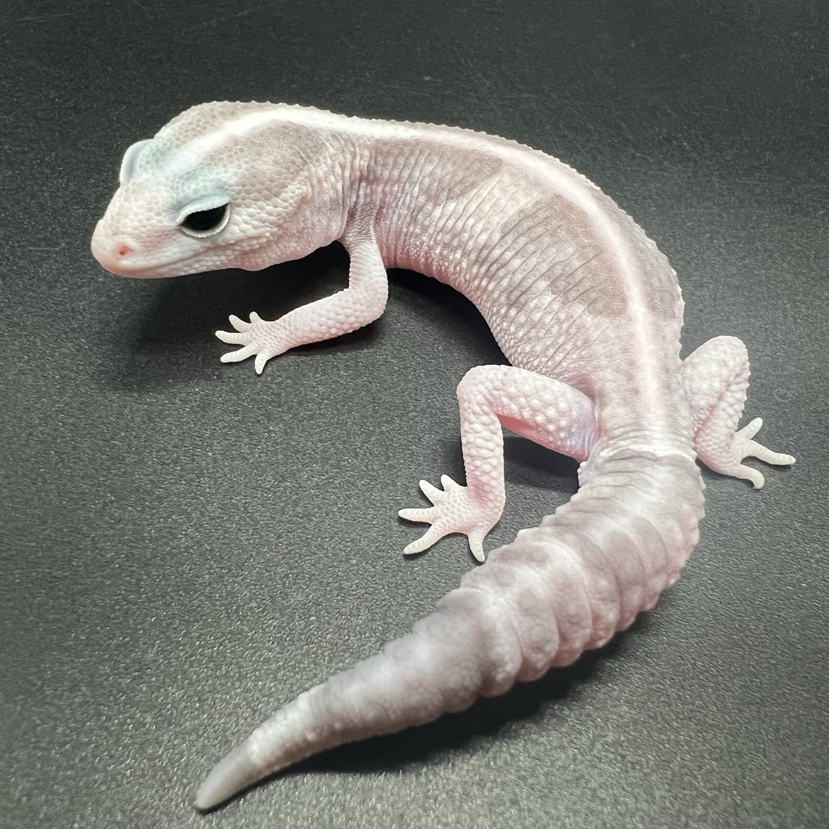 DREXX 【旭川本店】 on X