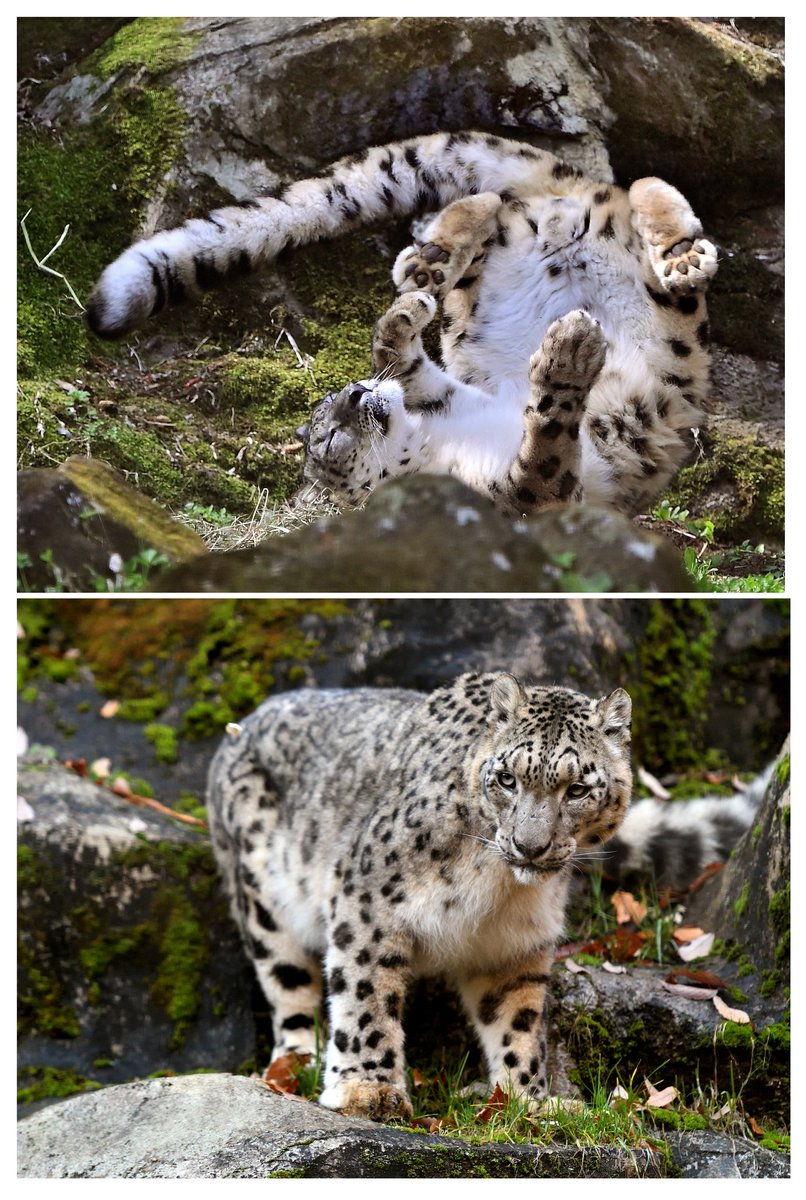 ririka様 ユキヒョウ 全長214cm 国際希少野生動植物種登録票 ririka様