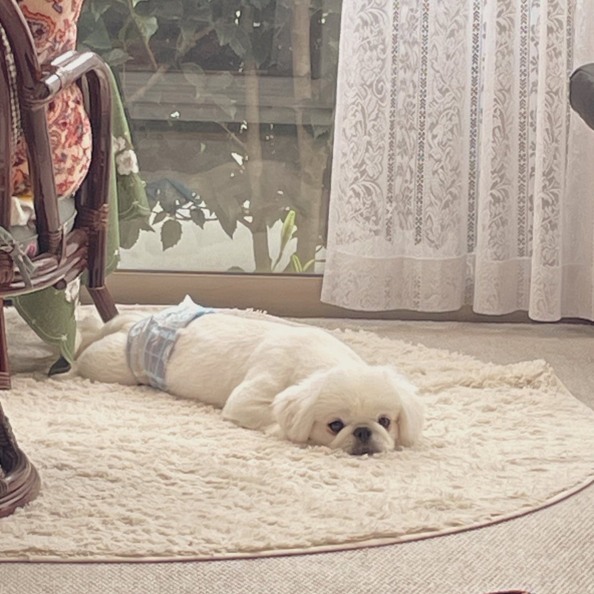 はち様ご確認ページ♡ はち🍜🔫 on X