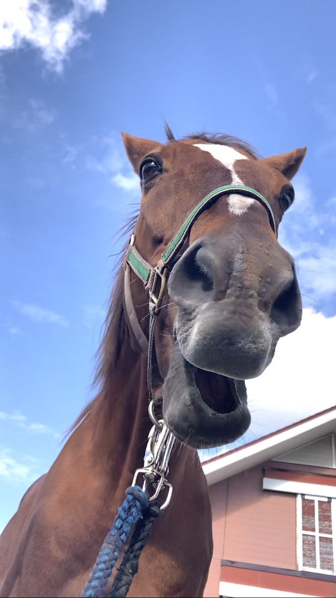 🐴キッツ王子のど自慢大会🎤🤴
#マイネルキッツ　#馬も歌う　#引退名馬　#うらかわ優駿ビレッジAERU