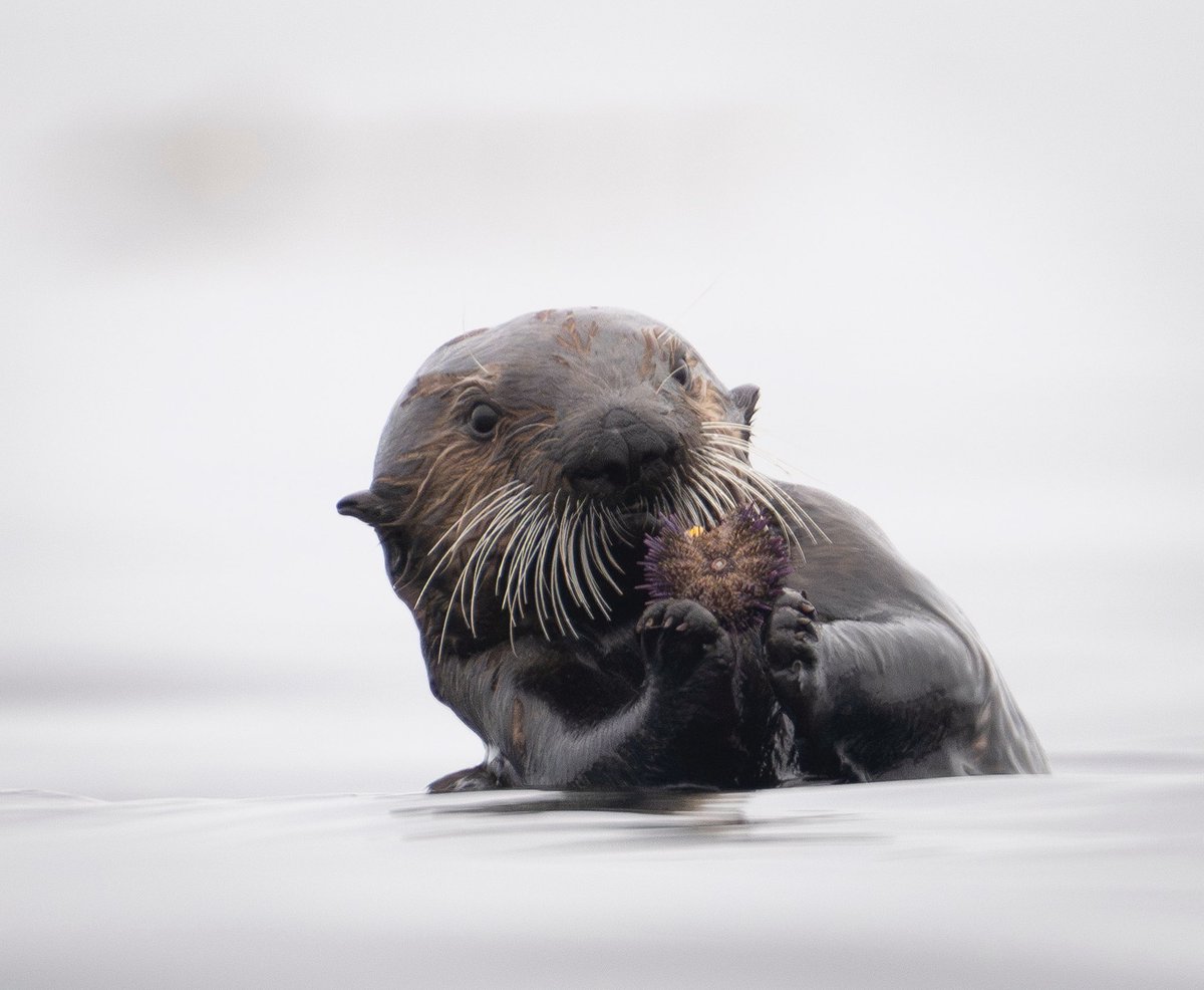 Bryant ₳ustin (@bryant_austin_) on Twitter photo Been spending more time with sea otters than anything else these days. My next book to feature them is going to be special😊☕️ Been spending more time with sea otters than anything else these days. My next book to feature them is going to be special😊☕️