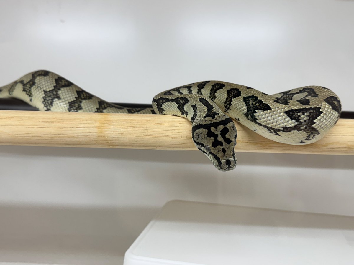 ryo_python's tweet image. 広めの所にお引越ししてもらったらとぐろ巻かずに伸び伸びしてる