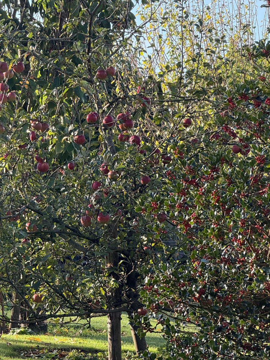 “I wish, I wish
But it’s all in vain 
Till apples grow on an orange tree”

The Unthank