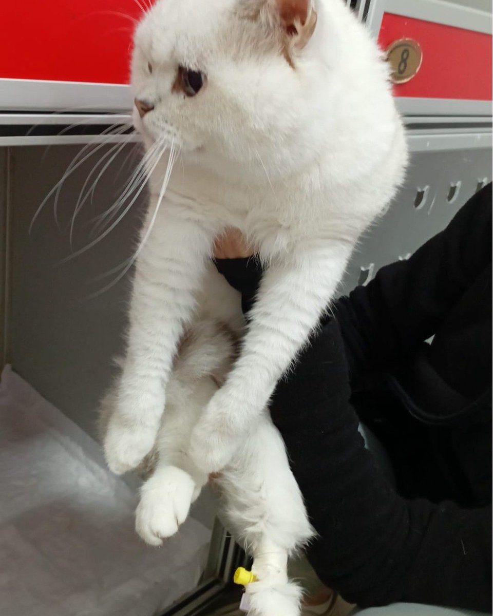 "3 YIL BİR TUVALETTE HAPSEDİLDİ!
Yer: İstanbul
İletişim: 0544 558 0786
"Paşa isimli erkek, British cinsi, 3 yaş civarında kısır kedimizi eski "sahibi" 3 yıl boyunca tuvalette kilitli olarak tutmuştur  ona yaşadıklarını unutturacak “insanını” arıyoruz."facebook.com/photo?fbid=124…