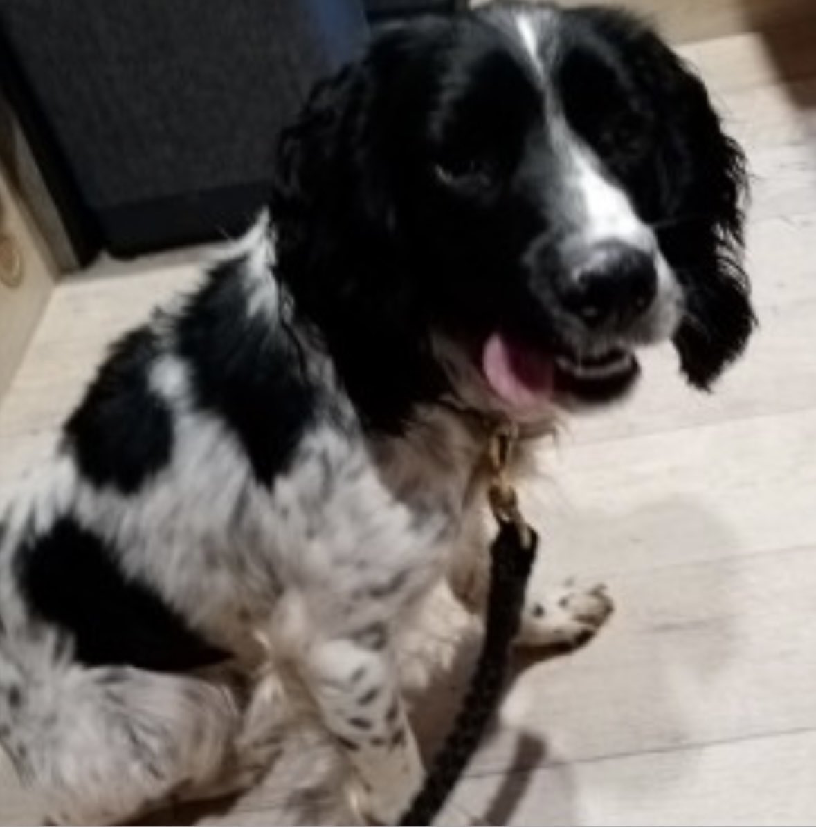 rosieDoc2's tweet image. #SpanielHour 
BLAZE STILL MISSING 
if you’ve found him….pls don’t keep him
Only a pup/poss within a very short time being a #Spaniel would of been wet/muddy/matted and tired 
HE WASNT A STRAY / HE WASNT DUMPED 
#Redhill AND SURROUNDING AREAS #Hereford #HR2 31/12/24 
#NYE24