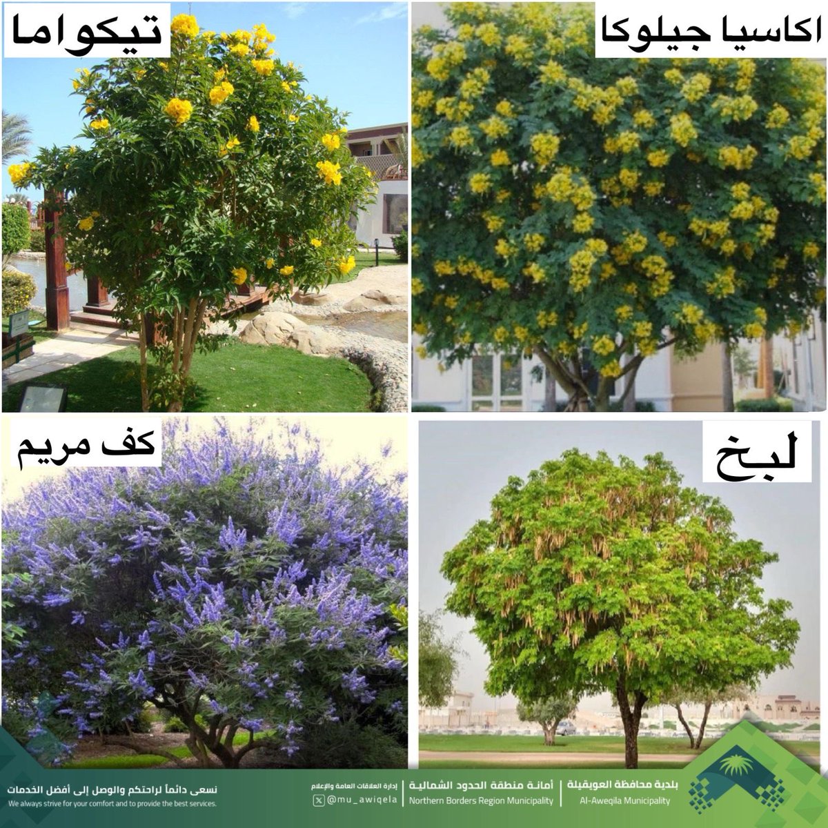 mu_awiqela's tweet photo. #صور  لأعمال التشجير 📸.

#مستمرون اليوم وضمن مبادرة " تشجير " ثلاثة الأف شجرة بالمحافظة وقراها شاركت مزارع الزاهدية بزراعة ٢٠٠٠ شجرة موزعة بين المحافظة وقراها التابعة لها. 

هنا في  #قرية_الكاسب و #قرية_ابن_ثنيان تم زراعة أشجار التيكوما واللبخ والأكاسيا جيلوكا ذات الأزهار الصفراء والبيضاء وشجرة كف مريم التي تتميز بزهورها البنفسجية ، أشجار ضل وزينة ومزهرة طوال العام. 

#السعودية_الخضراء 
#رؤية_السعودية_٢٠٣٠ 
#بلدية_محافظة_العويقيلة
#أمانة_منطقة_الحدود_الشمالية