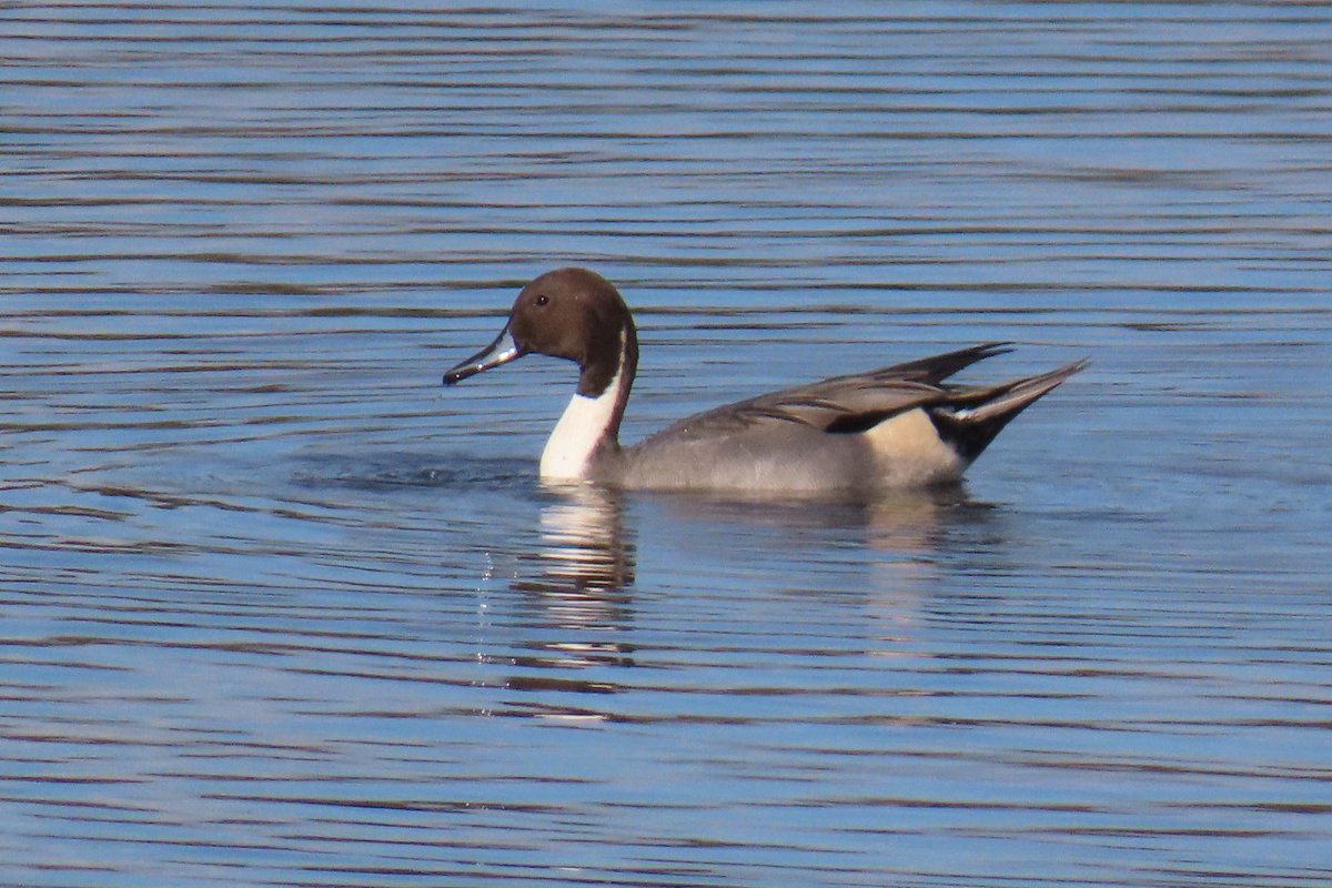 Joe Eckersley tweet media