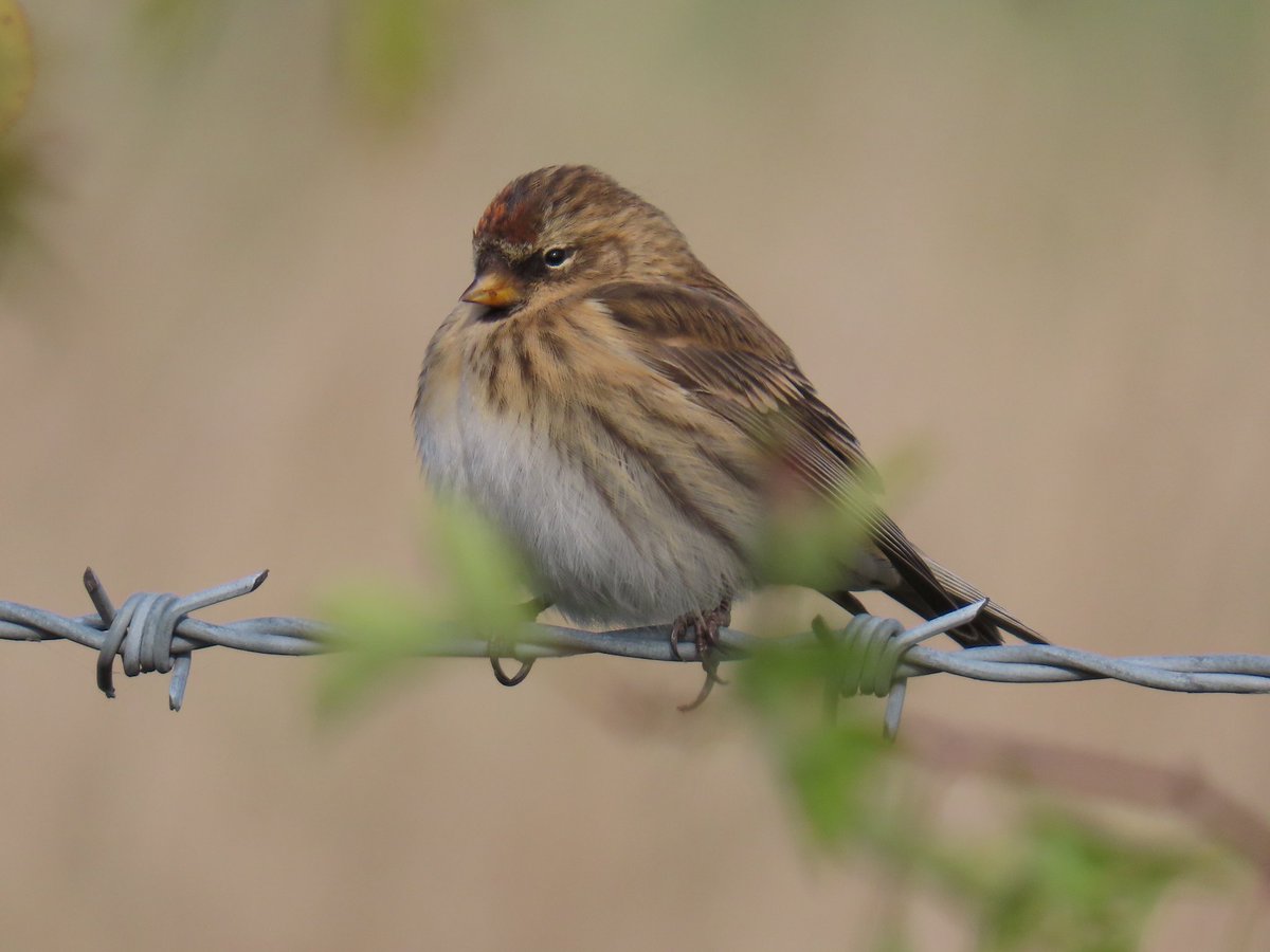 Joe Eckersley tweet media