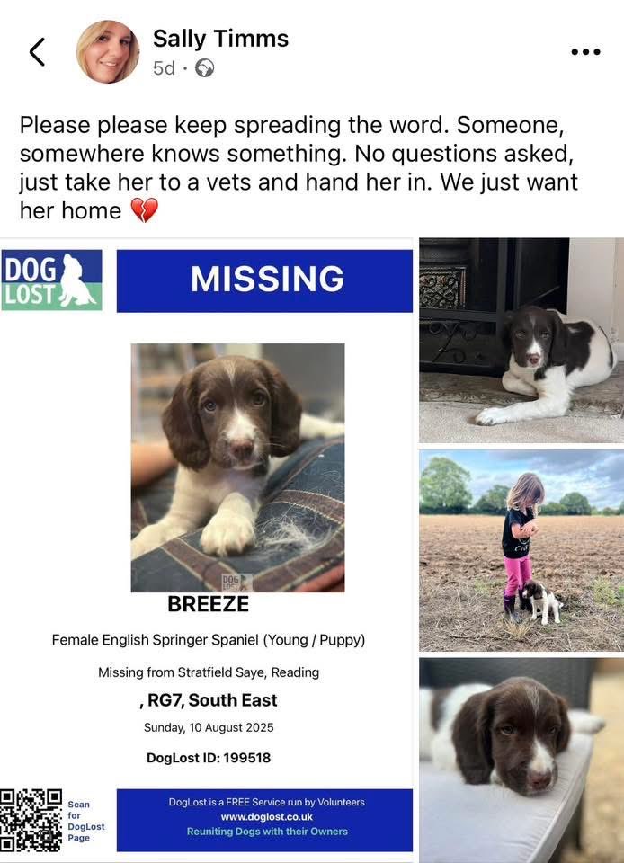 rosieDoc2's tweet image. #SpanielHour 
STILL MISSING 
SOMEONE MUST OF SEEN HER? 
Picked her up looking scared, dirty, exhausted, hungry SHE WAS LOST 🆘 
BREEZE missing puppy #ESS from STRATFIELD SAYE, #Reading #RG7 10/8/25 
Liver&white female 
CHIPPED
doglost.co.uk/dog/199518
@qu1ncey @alid2912 @HunnyJax