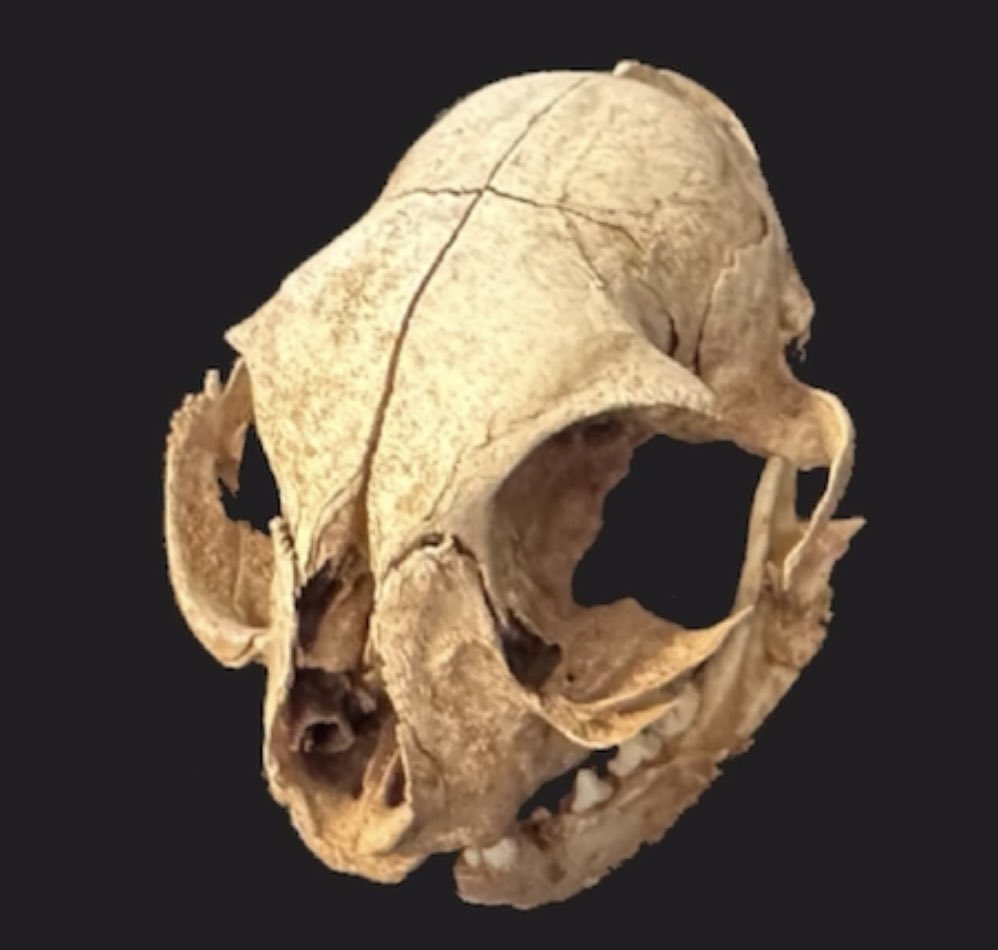 Fun fact: 

Anthropologists report the cat skull is the most pervasively found mammal remain throughout all discovered regions of the globe.    

This suggests their high levels of intelligence, adaptability, genetic optimization, and procreative instincts are nearly perfect.