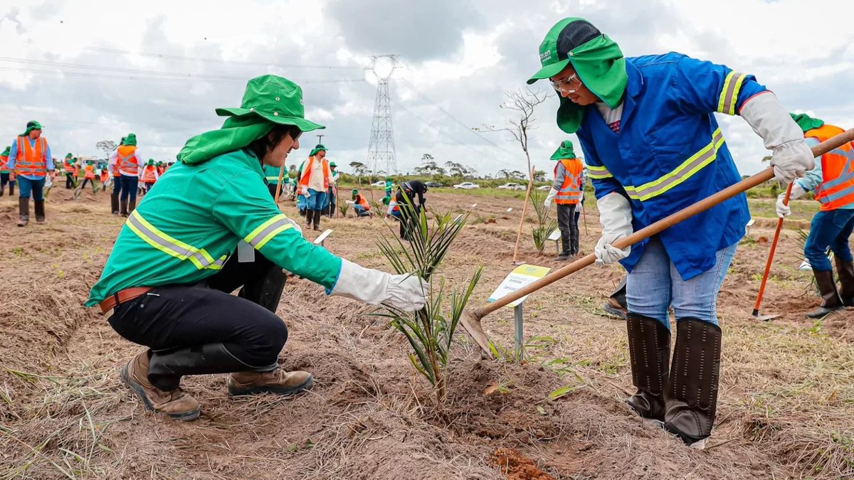 STAC_USP's tweet photo. 🌱Projeto da Acelen promete plantar 800 mil mudas, criando novas florestas, reduzindo emissões de carbono e gerando mais de 85 mil postos de trabalho, diretos e indiretos.

Saiba mais: https://t.co/MC5vHpZxA7

#AcelenRenováveis #Macaúba #Biocombustíveis #SAF #AgriculturaFamiliar https://t.co/27blevLYs4