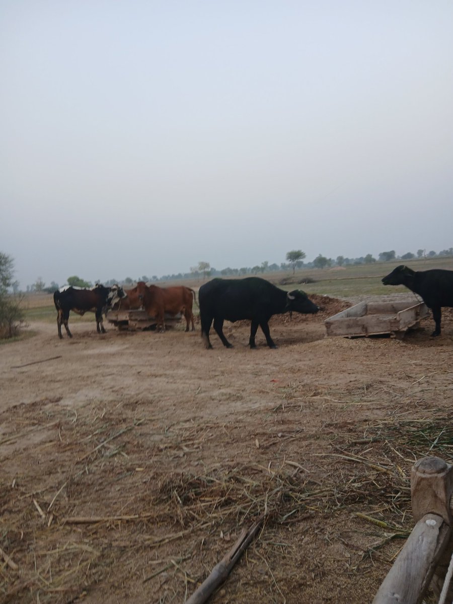 جداں شام دا ویلہ جاں تھیندا اے
میڈا تیڈے کانڑ ہیتنا ہاں تھیندا اے
😂😂😂😂