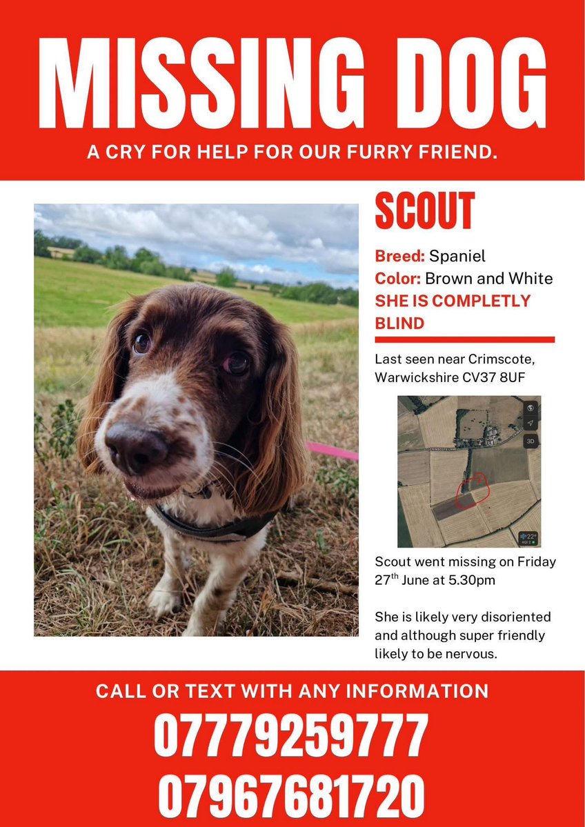 rosieDoc2's tweet image. #SpanielHour 
SCOUT STILL not FOUND 
Female adult BLIND since 27/6/25 
Extensive searches/drones 
COULD THIS BE THEFT BY FINDING
We are asking you pls to think about her family and get her back home - it’s heartbreaking and so very worrying for them #STRATFORDUPONAVON #CV37