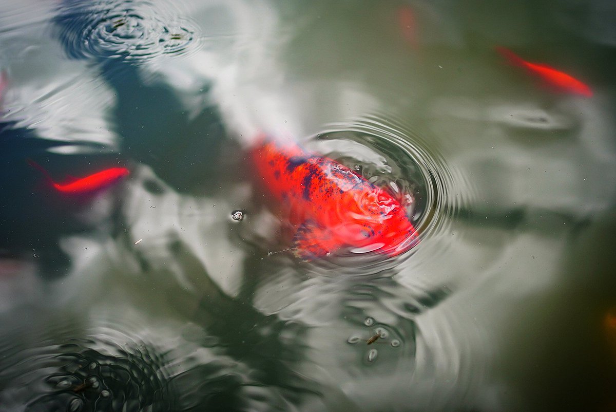 jm_sport's tweet image. バイエルンの秋! Autumn in Bavaria!
#PhotographyIsArt #colours 🍂🍁 #bokeh #SonyAlpha #fujifilm #kaweco #pen #Skytober2025 #clouds #pond #バイエルンの秋