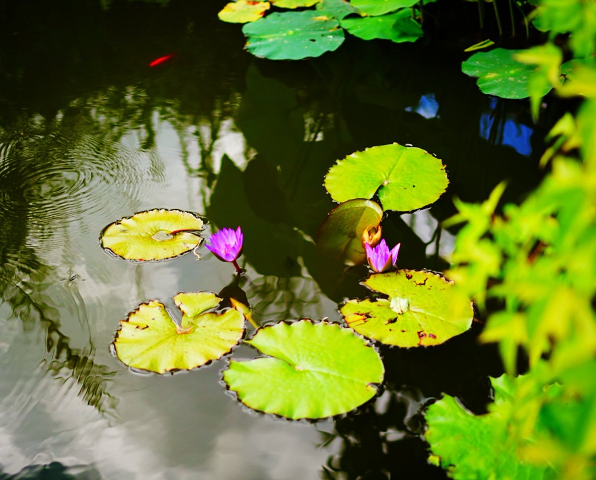 jm_sport's tweet image. バイエルンの秋! Autumn in Bavaria!
#PhotographyIsArt #colours 🍂🍁 #bokeh #SonyAlpha #fujifilm #kaweco #pen #Skytober2025 #clouds #pond #バイエルンの秋