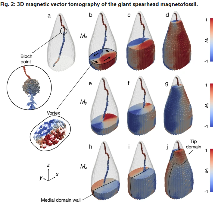 PaleontologieFr's tweet image. D’étranges #microfossiles magnétiques de 56 Ma pourraient avoir servi à s’orienter grâce au champ magnétique terrestre — une sorte d&apos;ancienne boussole biologique.🧭🦠
#Paléocène #magnétoréception 

sciencesetavenir.fr/archeo-paleo/p…