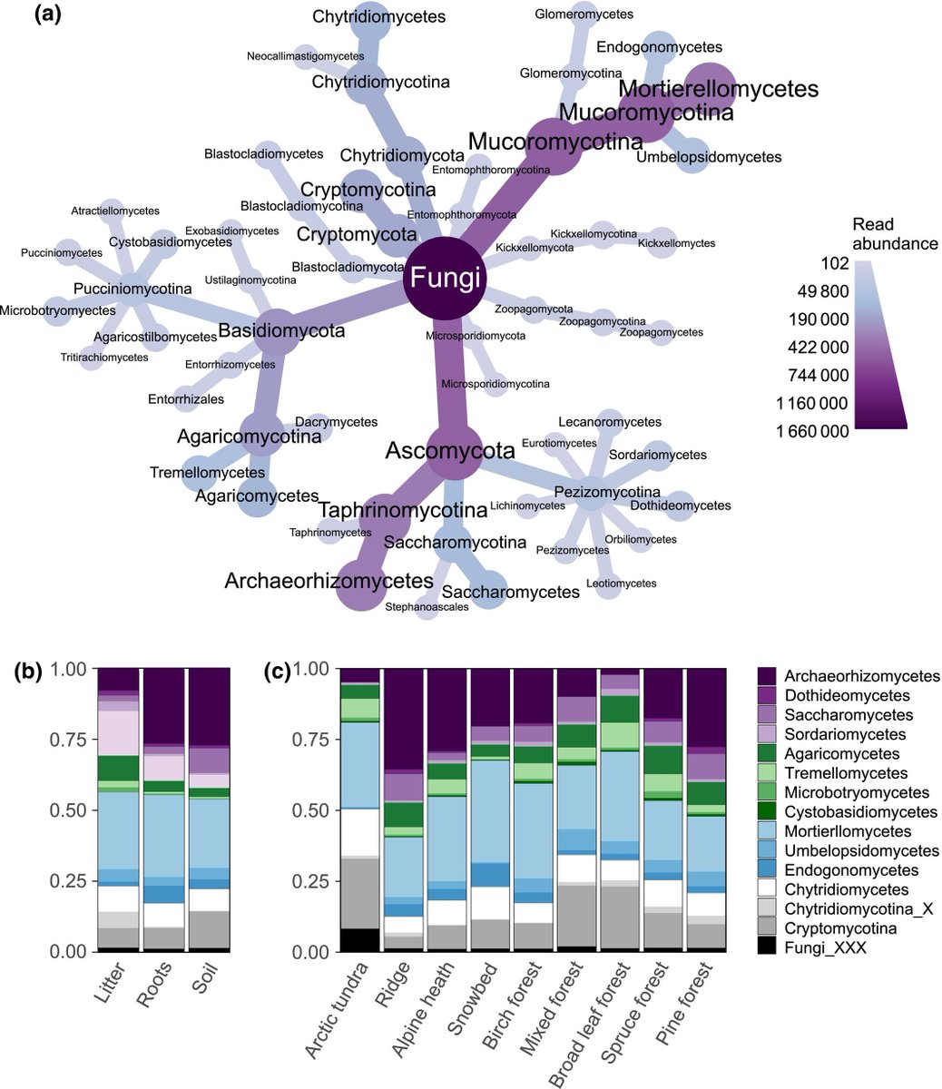 Short‐ and long‐read metabarcoding of Archaeorhizomycetes reveals high phylogenetic diversity structured by vegetation and climate - Thoen - New Phytologist - Wiley Online Library nph.onlinelibrary.wiley.com/doi/full/10.11…