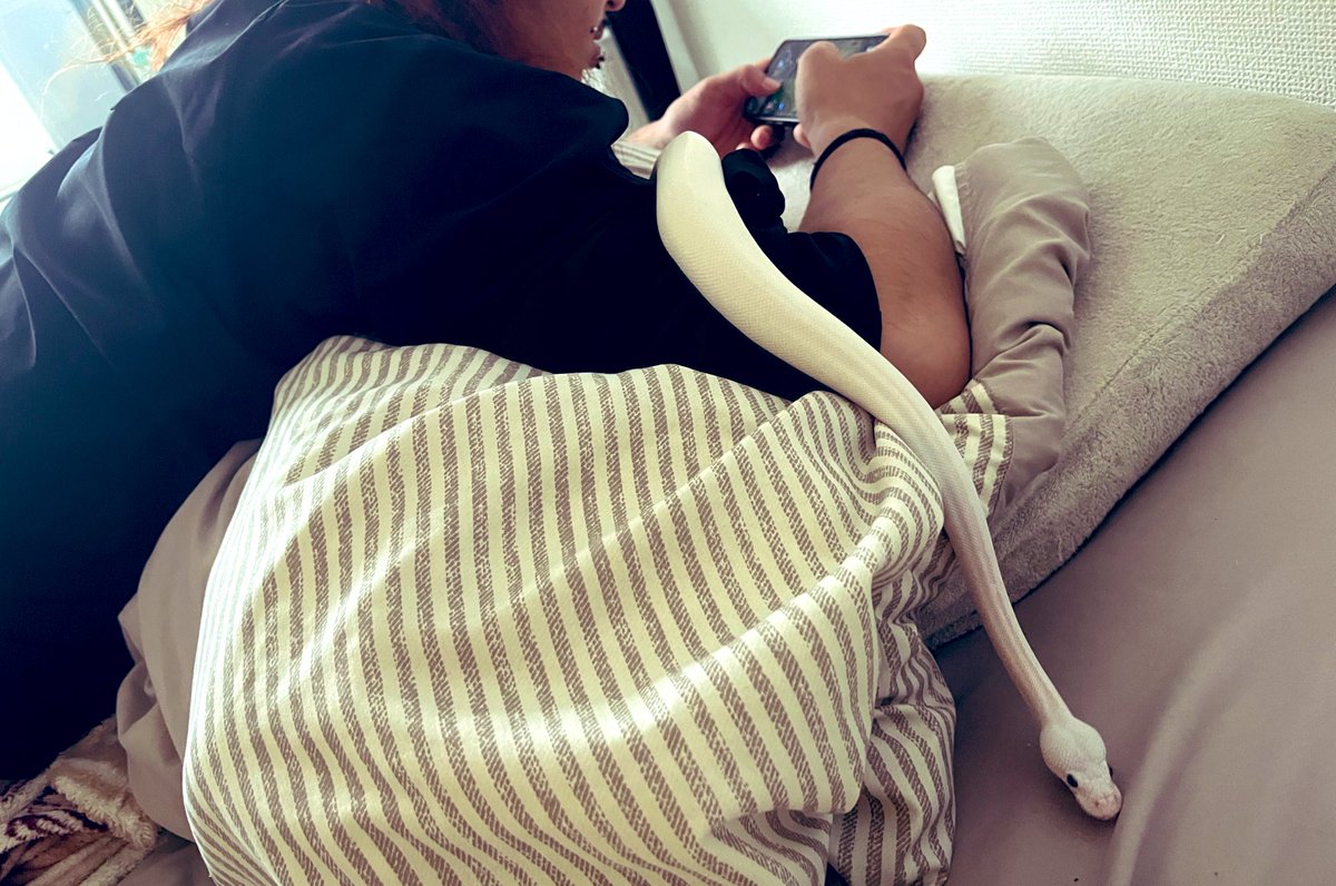 baaaaallpython's tweet image. パパが構ってくれないから出かけちゃお