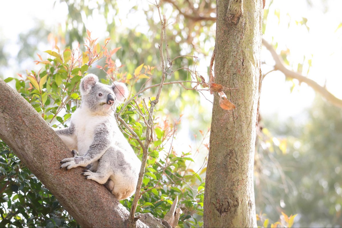 After being hit by a train and weeks filled with dedicated care and healing, Leslie the koala moved to our soft release area, slowly rebuilding his strength to prepare for his return home in the wild. 🥰

#Conservation  #WildlifeWarriors #Wildlife #AustraliaZoo #AnimalRescue