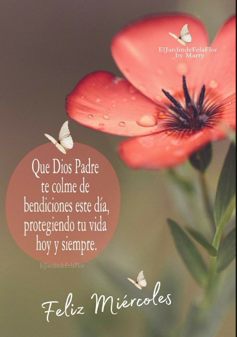 A close-up of a vibrant red flower petal with water droplets on its surface and a white butterfly perched nearby. Another butterfly appears in flight above the flower. Overlaid text in a circular brown frame reads Que Dios Padre te colme de bendiciones este dia protegiendo tu vida hoy y siempre. At the bottom in elegant script is Feliz Miercoles. The background is softly blurred green foliage.